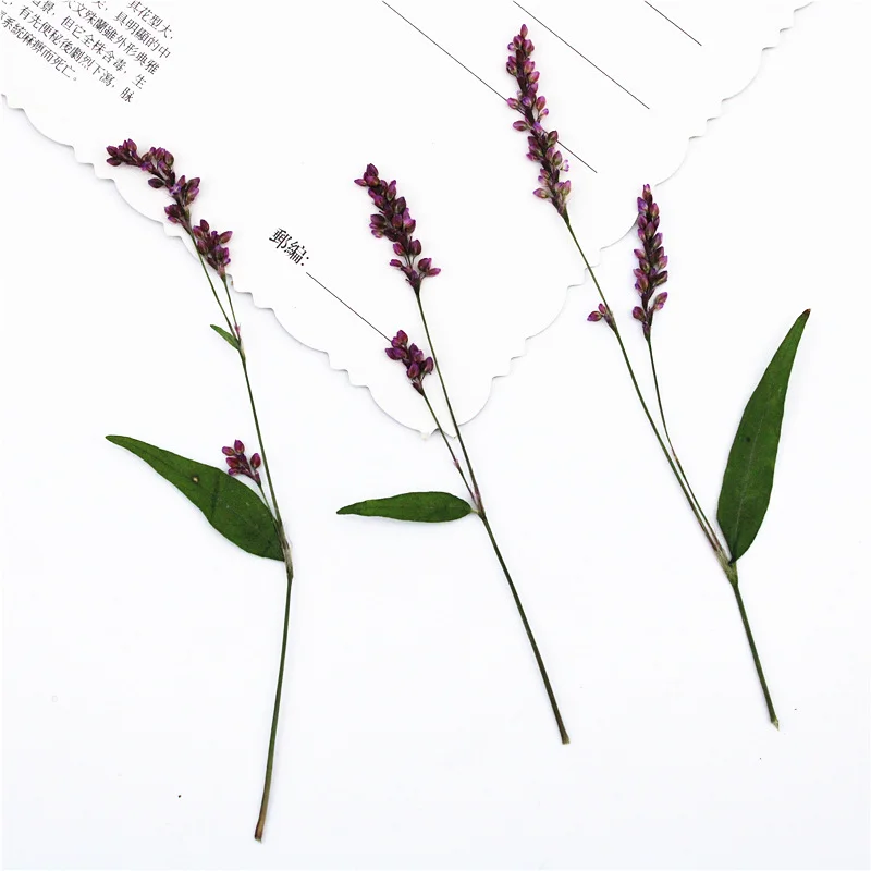 100Pcs Red Grass Flowers, Dried Flowers, Pressed Flower Petals, Decorative Pressed Flowers for Table Lamps, Bookmarks, Candle Stickers, Real Flower DIY Material Kit
100Pcs Red Grass Flowers, Dried Flowers, Pressed Flower Petals, Decorative Pressed Flowers for Table Lamps, Bookmarks, Candle Stickers, Real Flower DIY Material Kit