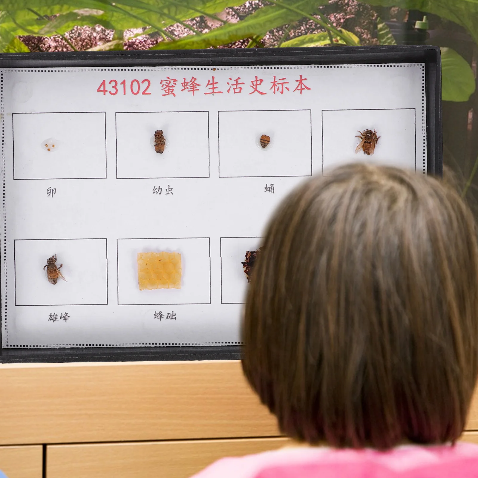 Bee Specimen Educational Tool for Classroom Display Bees Education School Science Scientific Teaching Insect Study
Bee Specimen Educational Tool for Classroom Display Bees Education School Science Scientific Teaching Insect Study
