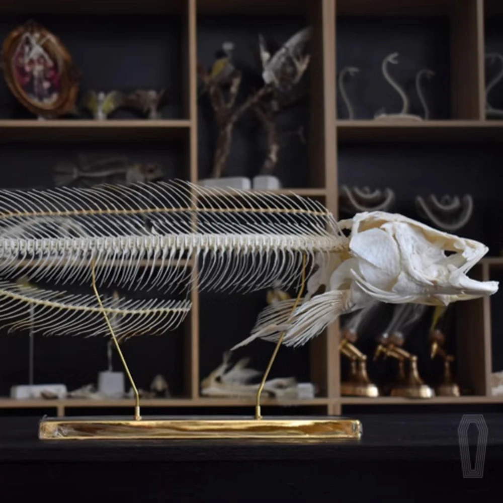 2073 Handmade Museum Collection-grade Artworks, Blackfish Skeleton Specimens, Room Decorations, Ornaments for Biology Teaching
2073 Handmade Museum Collection-grade Artworks, Blackfish Skeleton Specimens, Room Decorations, Ornaments for Biology Teaching