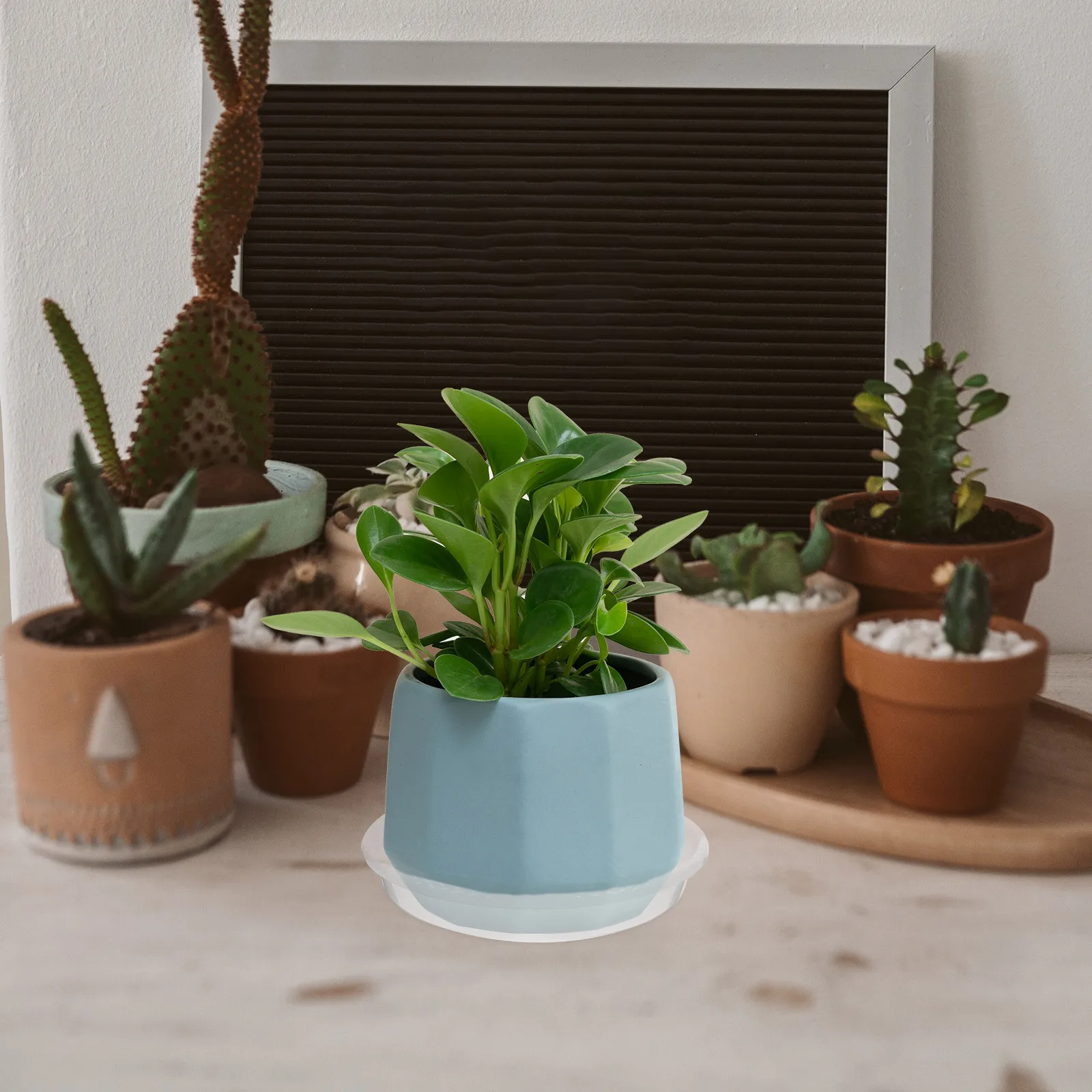 4Pcs Plant Saucer Tray Clear Reusable Plastic Flower Pot Tray Water Catcher for Potted Plants Bonsai Drain Trays
4Pcs Plant Saucer Tray Clear Reusable Plastic Flower Pot Tray Water Catcher for Potted Plants Bonsai Drain Trays