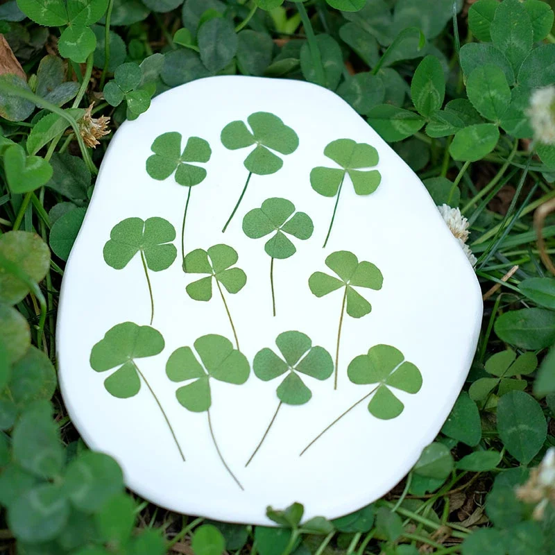 60pcs/lot,Real pressed clover petals,dried flower DIY adhesive drop phone case PARTY greeting card bookmark flower facial makeup
60pcs/lot,Real pressed clover petals,dried flower DIY adhesive drop phone case PARTY greeting card bookmark flower facial makeup