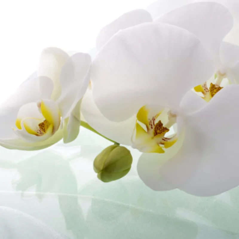 Brushless Sensorless Motor 3674/3660/3650 4 Poles for 1:8 1:10 WLtoys HSP Tamiya Trxs GTR RC Off-Road Racing Buggy Cars
Brushless Sensorless Motor 3674/3660/3650 4 Poles for 1:8 1:10 WLtoys HSP Tamiya Trxs GTR RC Off-Road Racing Buggy Cars