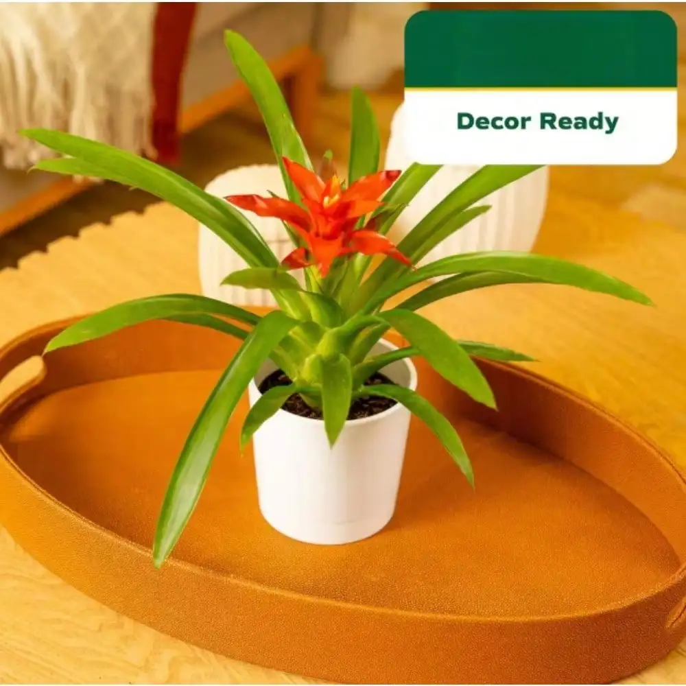 Внутреннее растение Bromeliad Grower's Choice 4 дюйма. Декор Горшок, Авг. Высота доставки высотой 1-2 фута, идеально подходит для любых небольших помещений.
Внутреннее растение Bromeliad Grower's Choice 4 дюйма. Декор Горшок, Авг. Высота доставки высотой 1-2 фута, идеально подходит для любых небольших помещений.