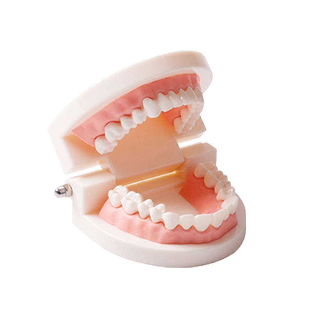 Dental Consumable Teeth Models Oral Health Care Standard Small Dental Model Useful Home Furnishings Medical Teaching Aids
Dental Consumable Teeth Models Oral Health Care Standard Small Dental Model Useful Home Furnishings Medical Teaching Aids