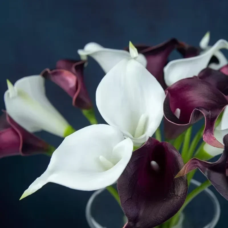 10pcs Artificial Calla Lilies, Realistic Touch Latex Flowers Plastic DIY Wedding Bouquet, Party Home Decoration (white Purple)
10pcs Artificial Calla Lilies, Realistic Touch Latex Flowers Plastic DIY Wedding Bouquet, Party Home Decoration (white Purple)