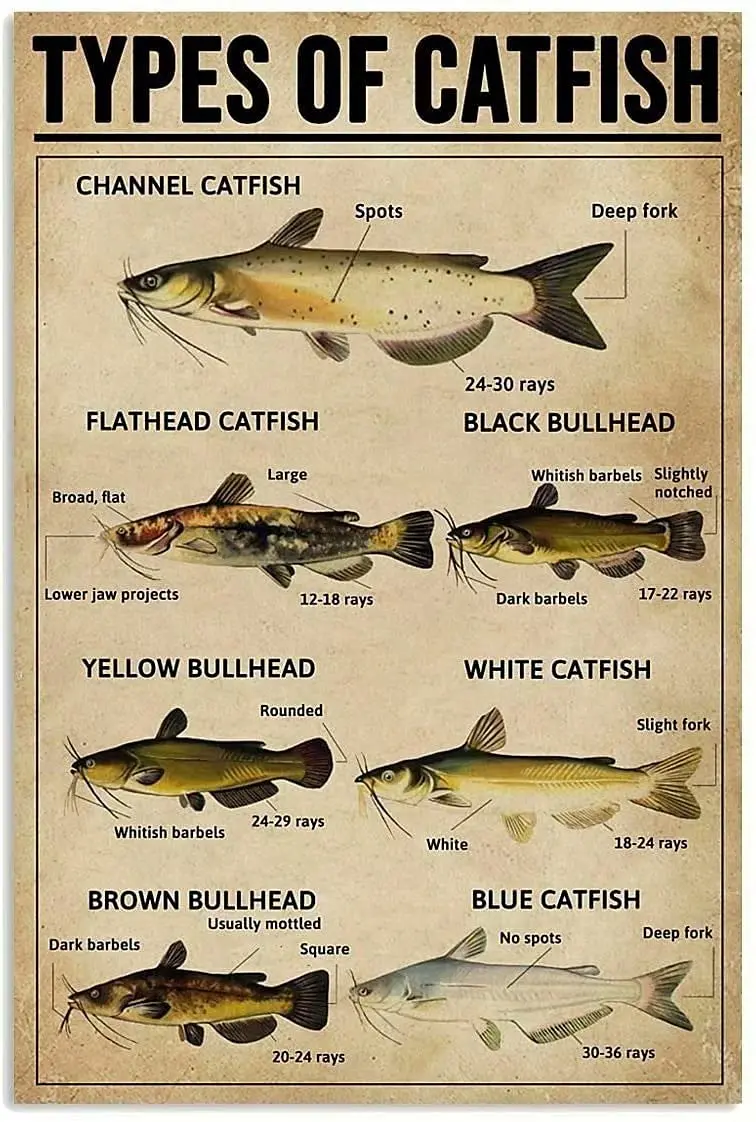 Catfish Knowledge Retro Metal Tin Sign Types Of Catfish Printing Poster School Home Education Bar Restaurant Living Room Bedroom
Catfish Knowledge Retro Metal Tin Sign Types Of Catfish Printing Poster School Home Education Bar Restaurant Living Room Bedroom
