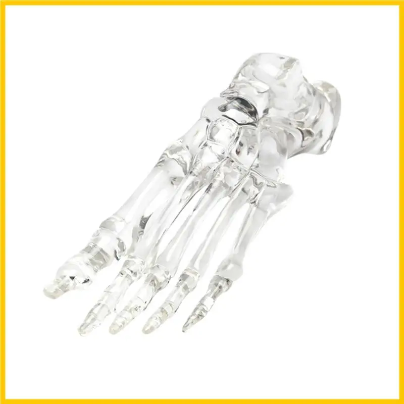 Q1JF Human Left Foot and Ankle Skeleton Model Clear Foot Joint Bone Model for Classroom Demonstrations and Laboratory Use
Q1JF Human Left Foot and Ankle Skeleton Model Clear Foot Joint Bone Model for Classroom Demonstrations and Laboratory Use