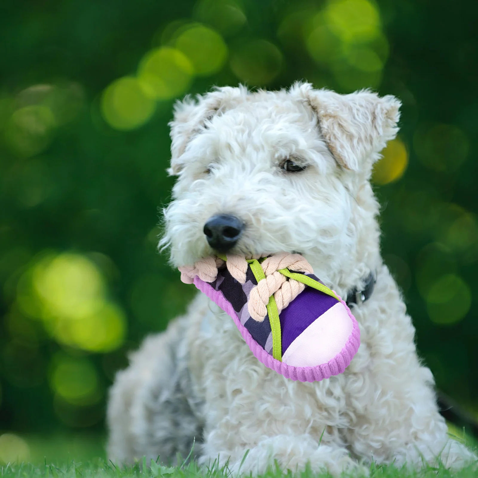 Dog Chewing Toy Teeth Grinding Dog Toy Funny Shoe Shaped Puppy Biting Plaything Squeaky Dog Toys Animal Toys
Dog Chewing Toy Teeth Grinding Dog Toy Funny Shoe Shaped Puppy Biting Plaything Squeaky Dog Toys Animal Toys