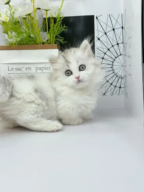 Всесезонный чехол для автомобиля Ford Expedition - полная защита на открытом воздухе, водонепроницаемый, пылезащитный, термостойкий автомобильный аксессуар
Всесезонный чехол для автомобиля Ford Expedition - полная защита на открытом воздухе, водонепроницаемый, пылезащитный, термостойкий автомобильный аксессуар