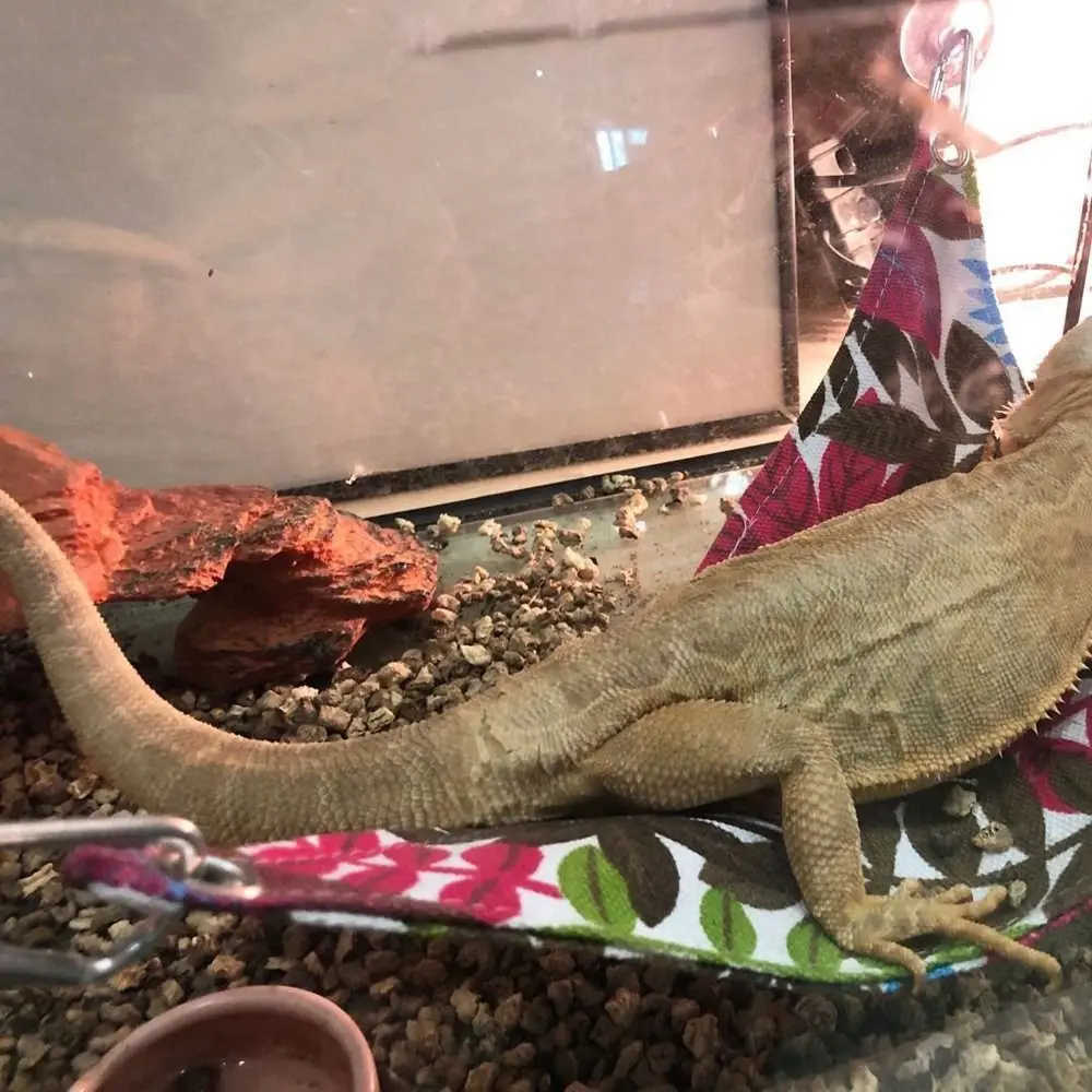 Durable Comfortable Pet Hammock Waterproof Easy To Clean Reptile Mat Breathable Geckos Bed Mats For Reptile Snake Climb
Durable Comfortable Pet Hammock Waterproof Easy To Clean Reptile Mat Breathable Geckos Bed Mats For Reptile Snake Climb