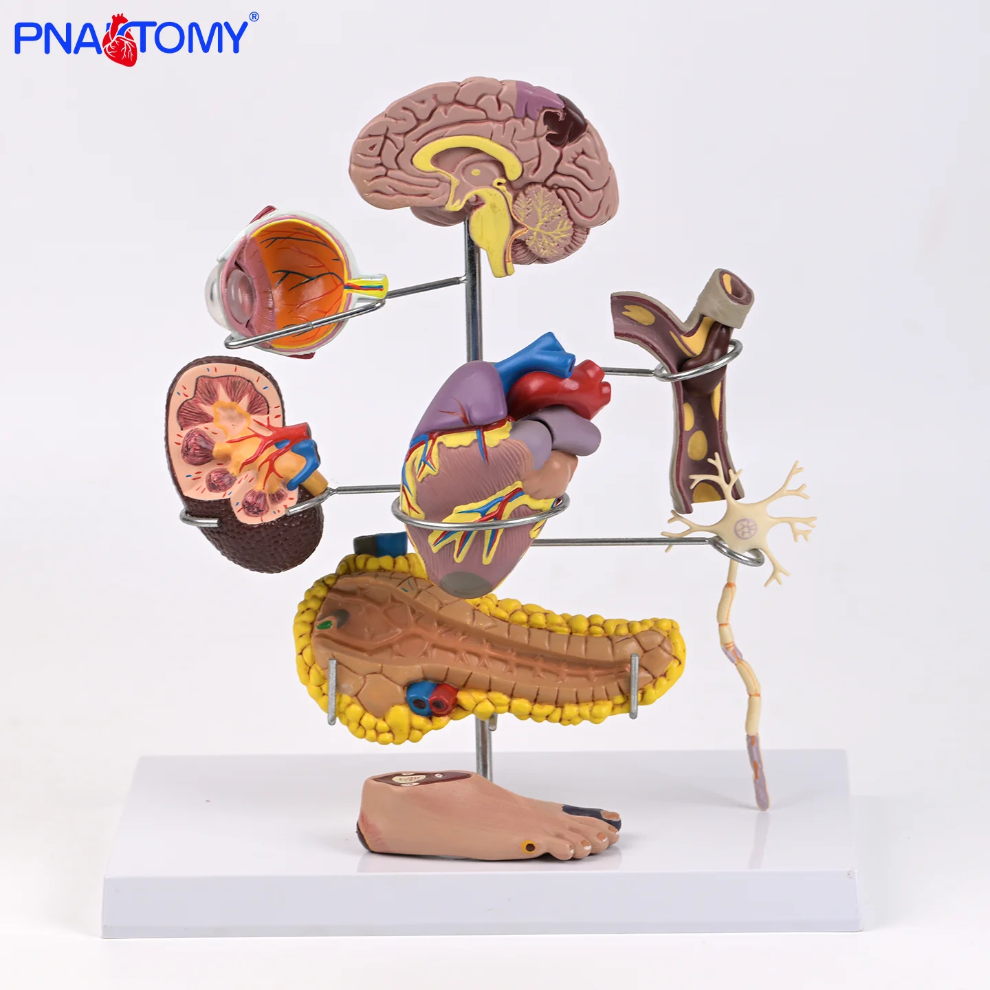 Diabetes Anatomical Model Human Heart Brain Eye Kidney Pancreas Blood Vessel Foot Nerves Anatomy Model 
Diabetes Anatomical Model Human Heart Brain Eye Kidney Pancreas Blood Vessel Foot Nerves Anatomy Model