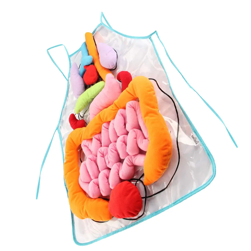 Human Organs Apron Anatomy Toys Digestive System Kids Body Costume Gifts Cooking Educational Aid Polyester Material Long Lasting
Human Organs Apron Anatomy Toys Digestive System Kids Body Costume Gifts Cooking Educational Aid Polyester Material Long Lasting