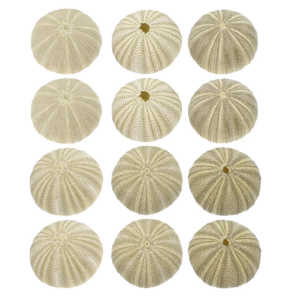 18Pcs Natural Sea Urchin Shells for Vase Filling DIY Home Decor Craft Kit Wedding Decoration Aquarium Landscaping Ornament Air
18Pcs Natural Sea Urchin Shells for Vase Filling DIY Home Decor Craft Kit Wedding Decoration Aquarium Landscaping Ornament Air