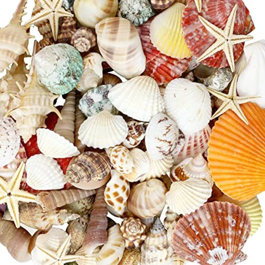 WEOXPR Mixed Sea Shells, 100+ Pcs Beach Seashells Starfish, Various Sizes Ocean Seashells for Fish Tank Vase Fillers, Beach The
WEOXPR Mixed Sea Shells, 100+ Pcs Beach Seashells Starfish, Various Sizes Ocean Seashells for Fish Tank Vase Fillers, Beach The
