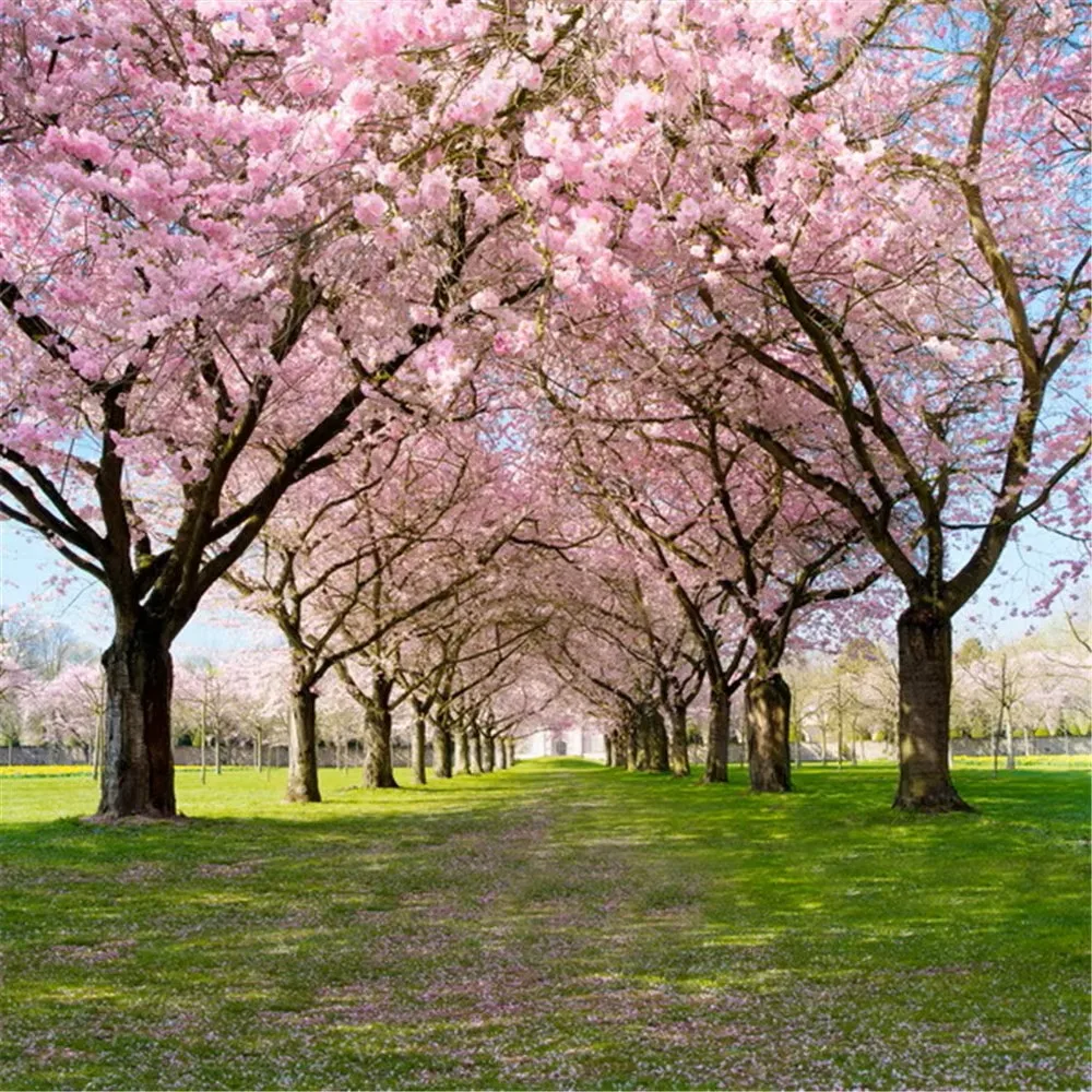 Cymbozin Cherry Blossom Tree Photography Backdrop Pink Flowers Green Meadow Kids Baby Gilrs Spring Scenic Photo Shoot Background
Cymbozin Cherry Blossom Tree Photography Backdrop Pink Flowers Green Meadow Kids Baby Gilrs Spring Scenic Photo Shoot Background
