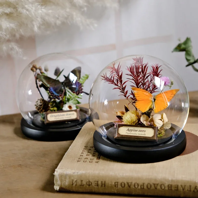 Real Butterfly Specimen Glass Cover Natural Plant Specimen Ornament Eternal Flower Vintage Home Soft Decoration Creative Gift
Real Butterfly Specimen Glass Cover Natural Plant Specimen Ornament Eternal Flower Vintage Home Soft Decoration Creative Gift