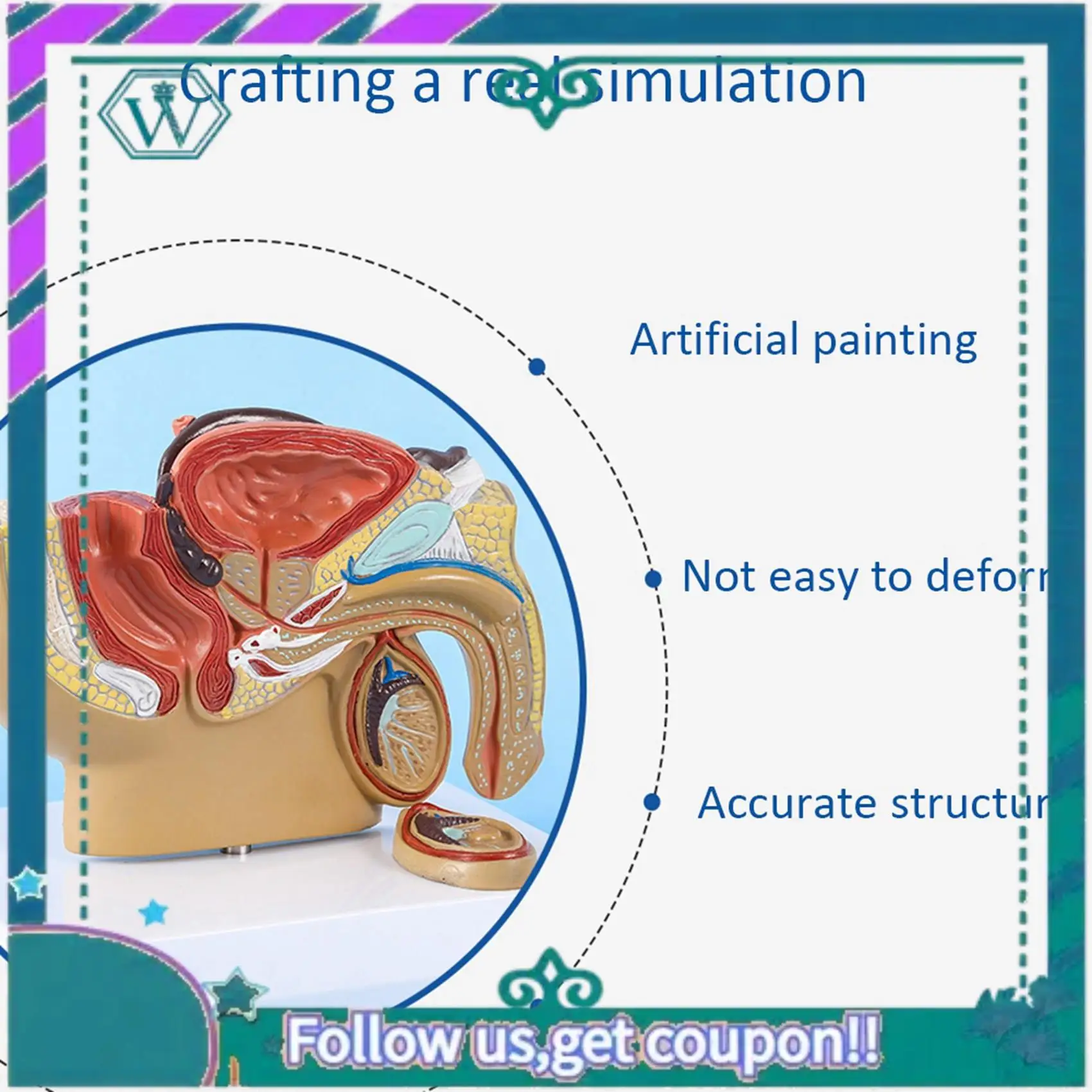 A75Q-2X 1:2 Male Pelvic Sagittal Section Testicular Prostate Bladder Rectal Urinary System Model
A75Q-2X 1:2 Male Pelvic Sagittal Section Testicular Prostate Bladder Rectal Urinary System Model