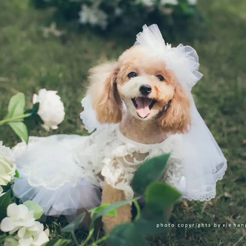 Handmade Pure White Bridal Lace Puppy Dress Pet Dog Clothes Wedding Gown with Veil Effect for Small Dog Poodle Bride
Handmade Pure White Bridal Lace Puppy Dress Pet Dog Clothes Wedding Gown with Veil Effect for Small Dog Poodle Bride