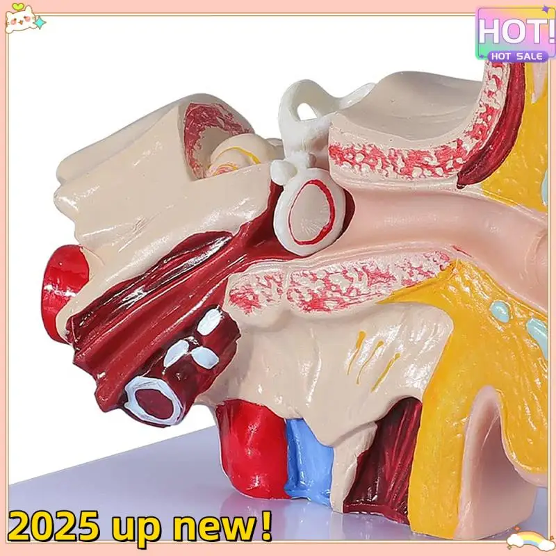 L47anew!-1.5 Times Human Ear Anatomy Model Showing Organs Structure Of The Central And External Ears Demonstration
L47anew!-1.5 Times Human Ear Anatomy Model Showing Organs Structure Of The Central And External Ears Demonstration