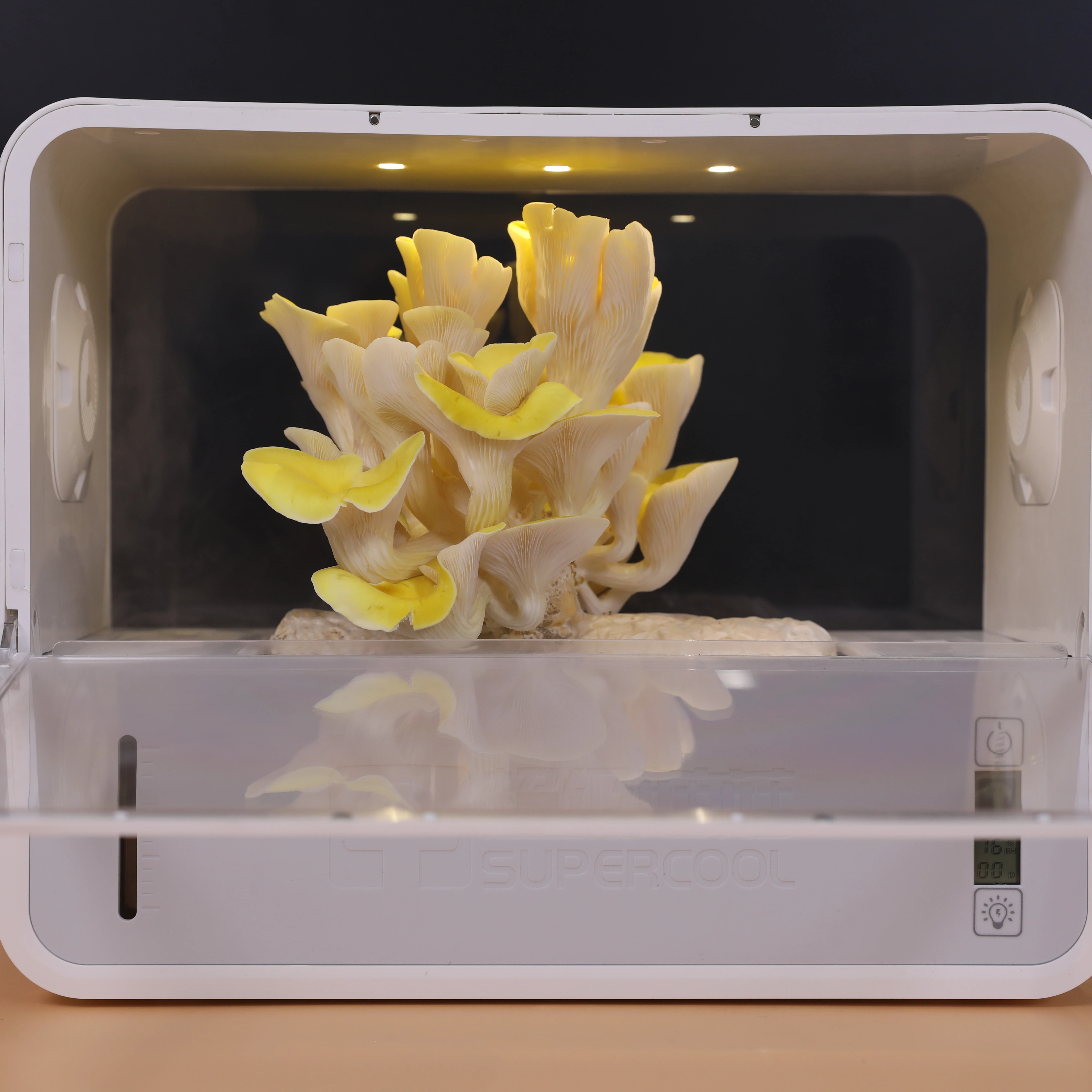 Crownow Home Smart Vertical Mushroom Farming Full Kit Mini Greenhouse Grow Plant Large Complete Mushroom Growing Kit
Crownow Home Smart Vertical Mushroom Farming Full Kit Mini Greenhouse Grow Plant Large Complete Mushroom Growing Kit