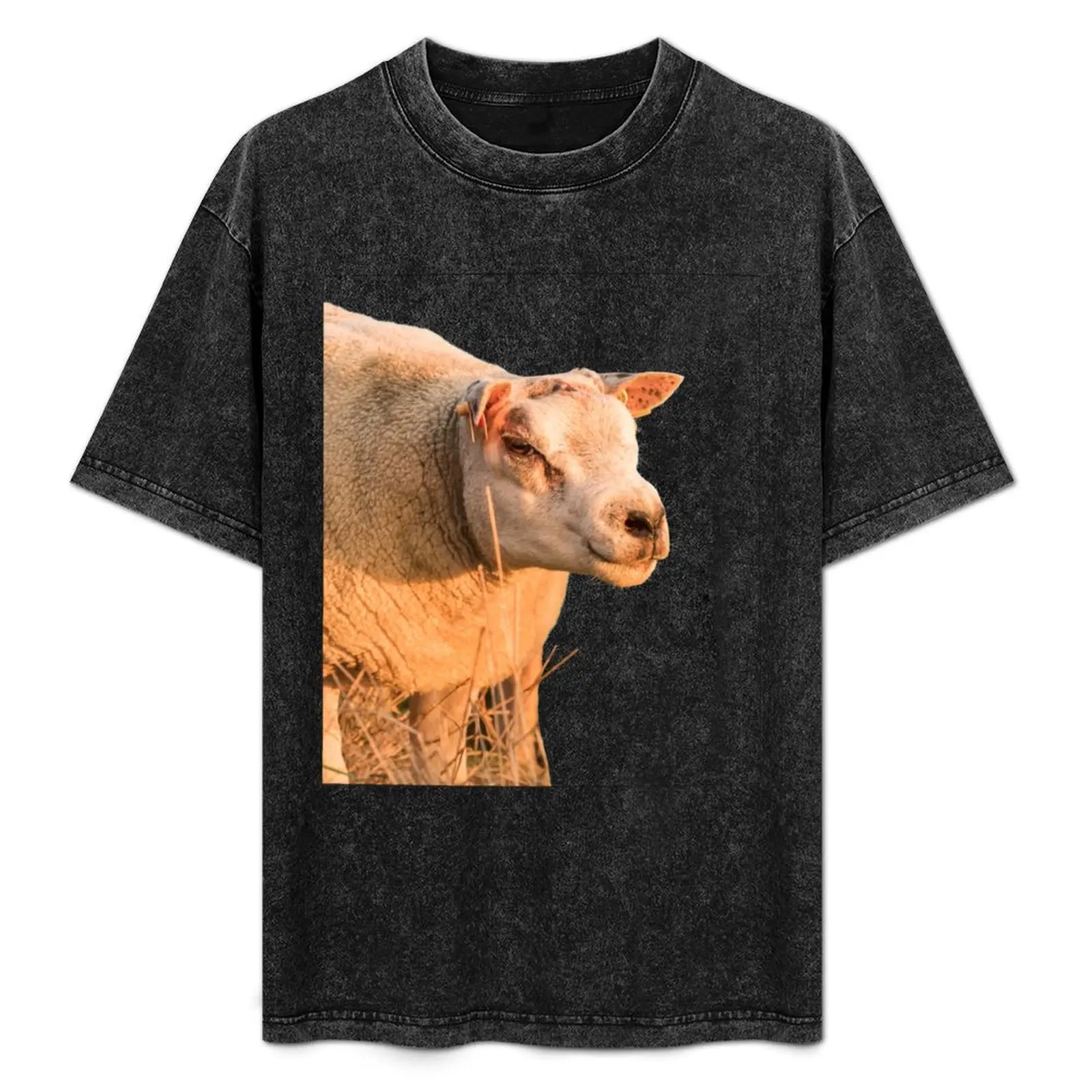 Texel Sheep II T-Shirt Summer Sports Quick Dry T-Shirt
Texel Sheep II T-Shirt Summer Sports Quick Dry T-Shirt