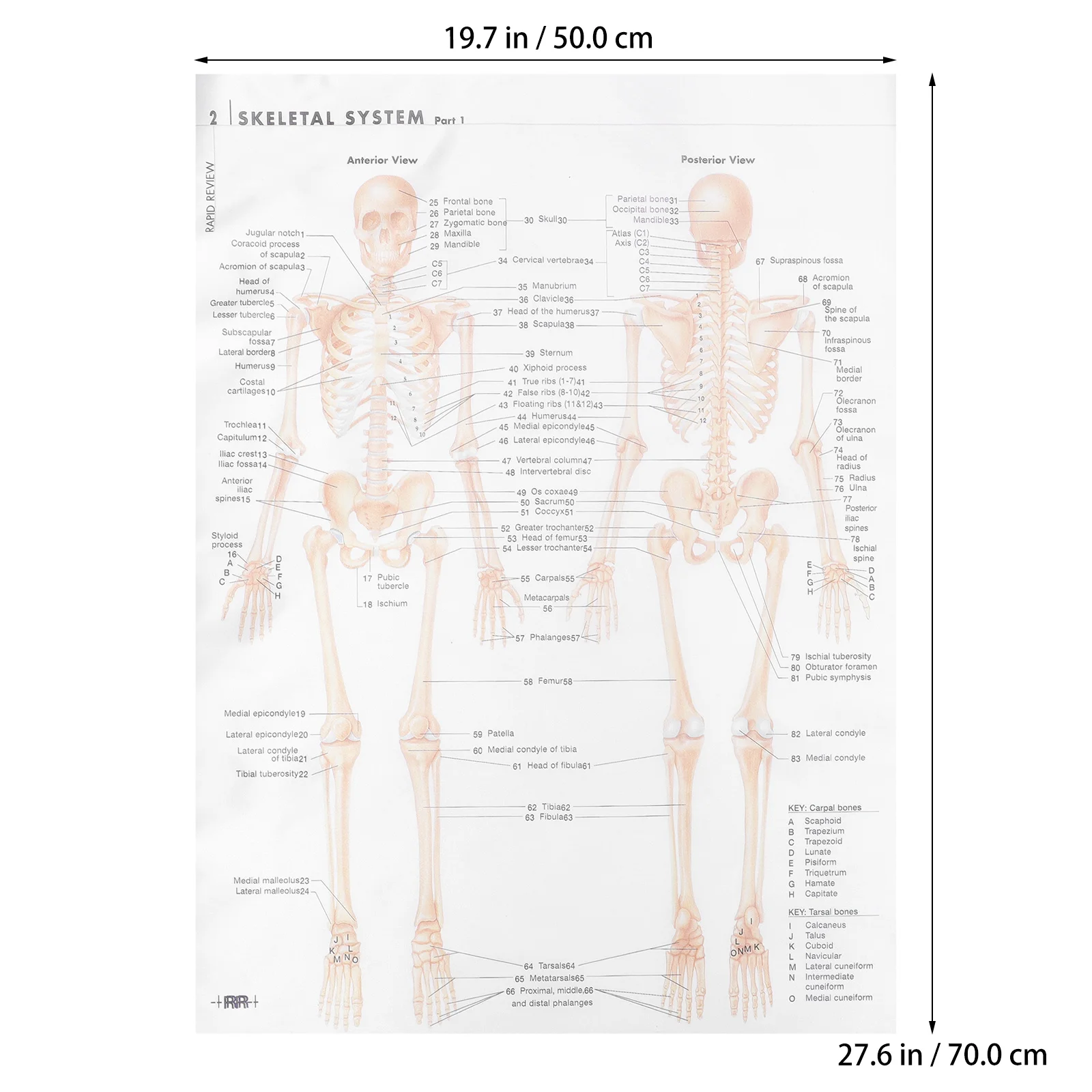 Human Poster Skeletal Anatomy Chart Beige Body Part Theme Decoration 
Human Poster Skeletal Anatomy Chart Beige Body Part Theme Decoration