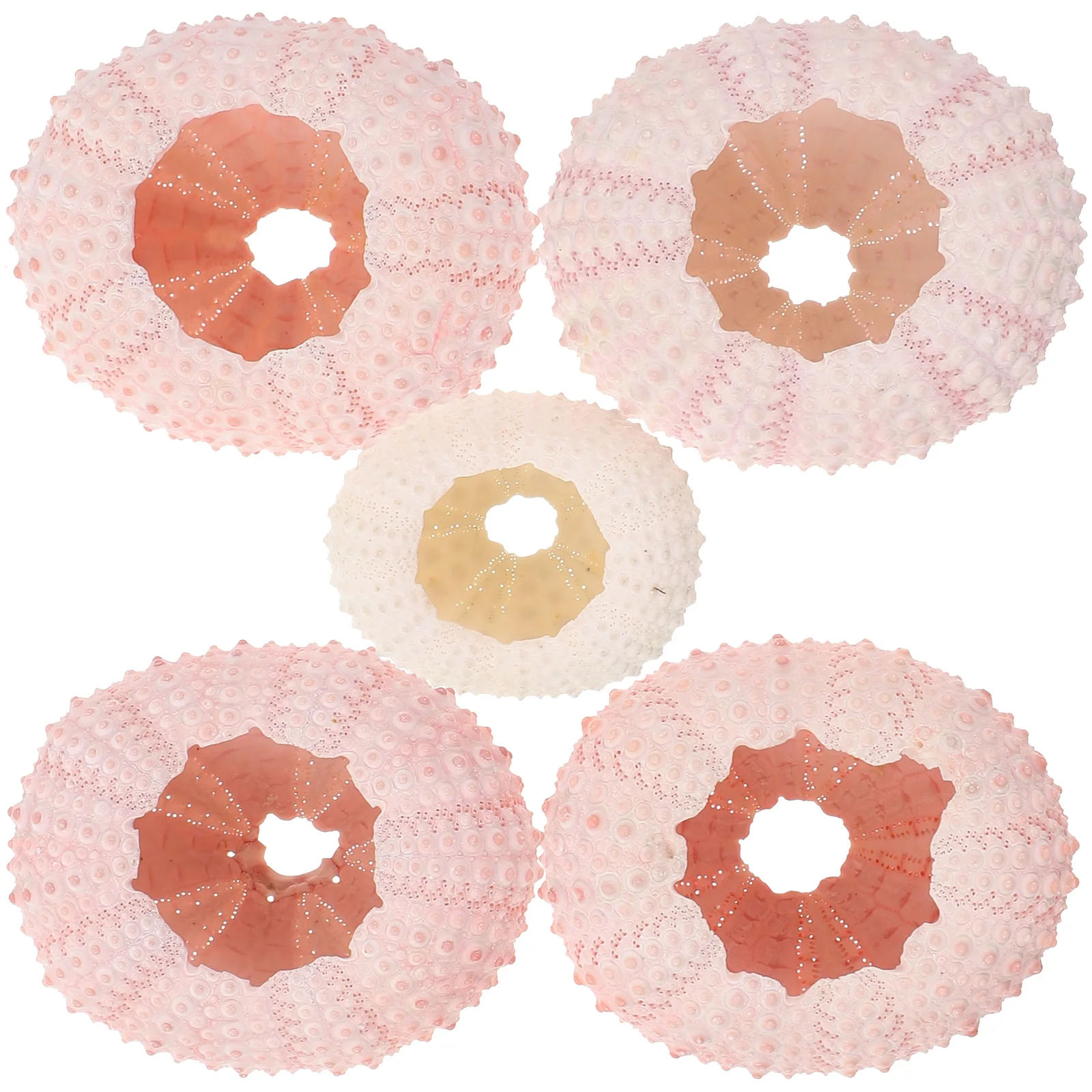 5Pcs Sea Urchin Shells Natural Above 4cm Unique Planting Pots Tillandsia Air Plants Balcony Table Decor Sea Urchin Shells
5Pcs Sea Urchin Shells Natural Above 4cm Unique Planting Pots Tillandsia Air Plants Balcony Table Decor Sea Urchin Shells