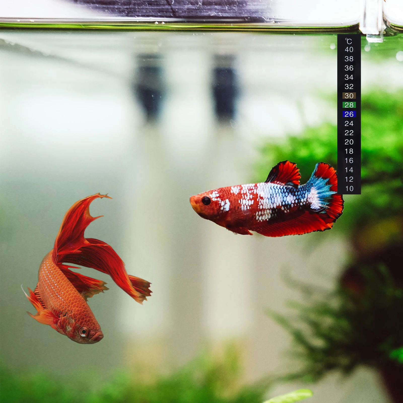 10pcs Temperature Strip Stick On Thermometer For Aquarium Fish Tank Waterproof Adhesive Digital Degree Celsius Indicator
10pcs Temperature Strip Stick On Thermometer For Aquarium Fish Tank Waterproof Adhesive Digital Degree Celsius Indicator