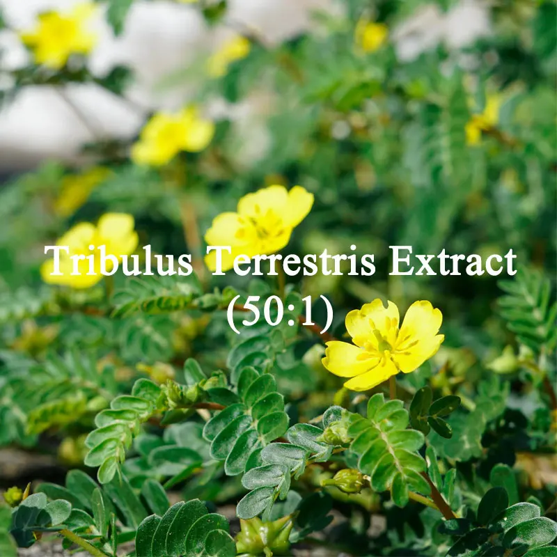 Customized Soap Scents Tribulus Terrestris Extract 50:1 with Kraft Paper Bag Packing for Soap Making Fast Delivered
Customized Soap Scents Tribulus Terrestris Extract 50:1 with Kraft Paper Bag Packing for Soap Making Fast Delivered