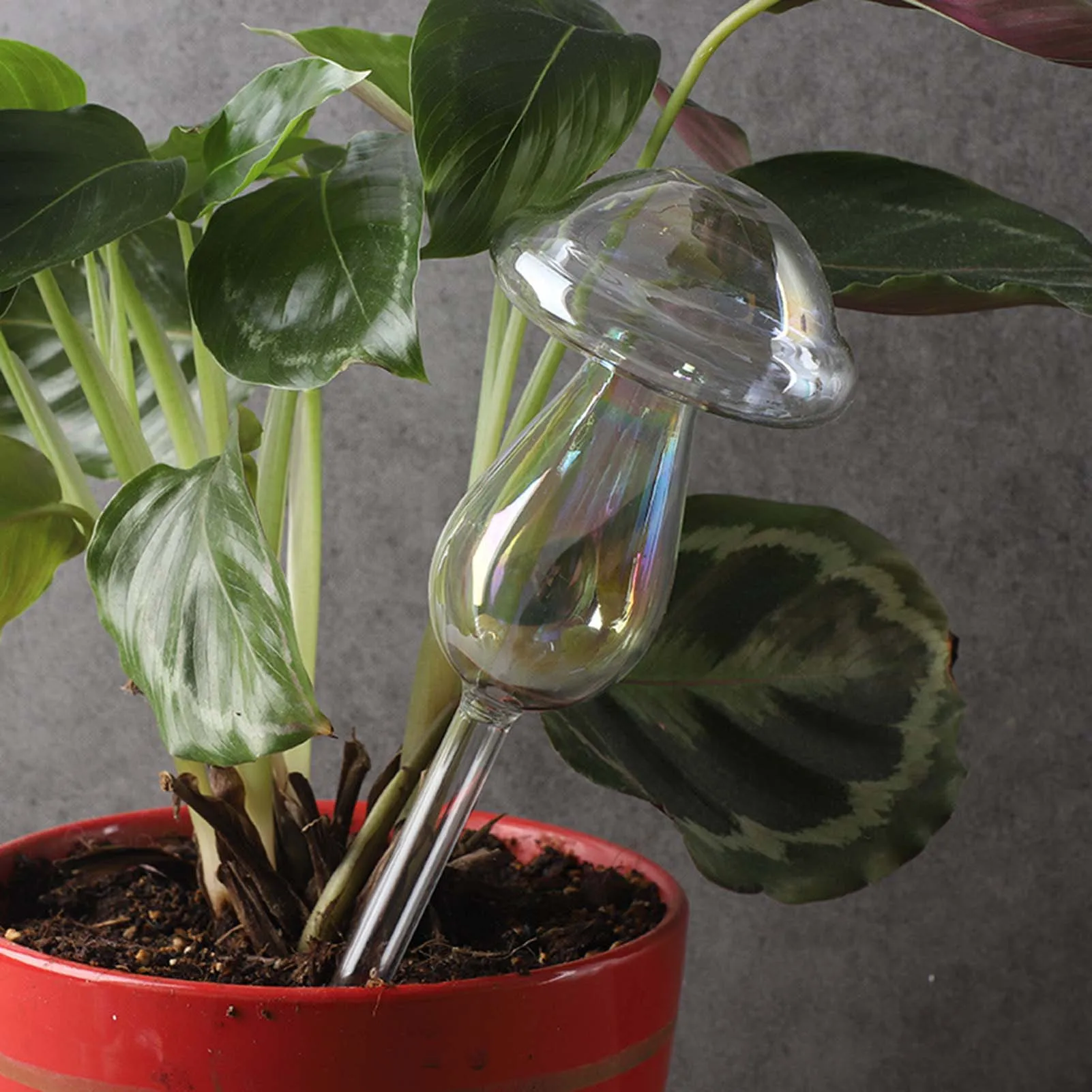 Plant Waterer Bulbs Self Watering Globes Automatic Watering Stakes Mushroom Shape Design Clear Glass Plant Water Drippers
Plant Waterer Bulbs Self Watering Globes Automatic Watering Stakes Mushroom Shape Design Clear Glass Plant Water Drippers
