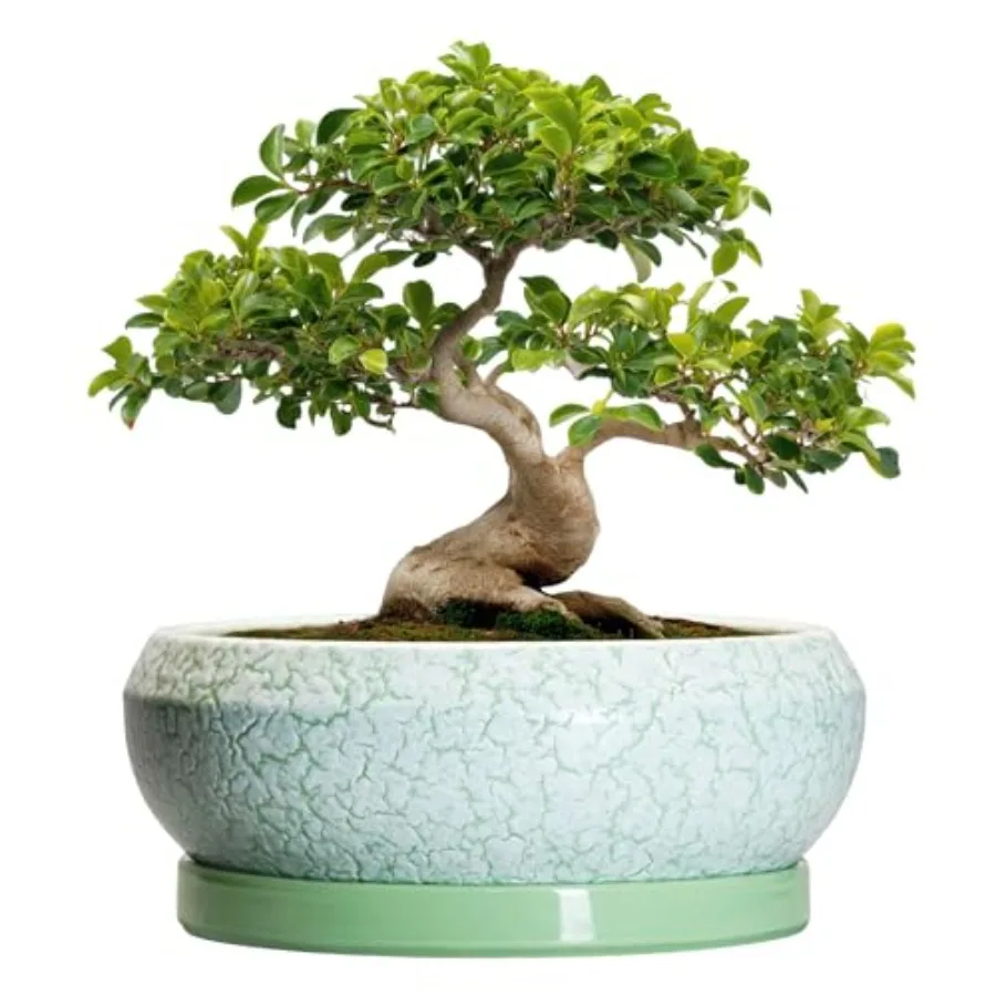 Bonsai Pots - 13 Inch Ceramic Succulent Pots for Indoor Outdoor Use, Green Shallow Round Planter with Drainage Hole and Saucer,
Bonsai Pots - 13 Inch Ceramic Succulent Pots for Indoor Outdoor Use, Green Shallow Round Planter with Drainage Hole and Saucer,