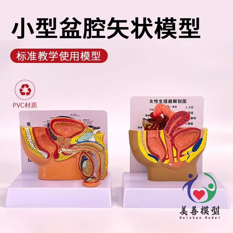 Desktop Male Prostate Model Female Genital Anatomy Male Female Pelvic Sagittal Section Teaching
Desktop Male Prostate Model Female Genital Anatomy Male Female Pelvic Sagittal Section Teaching