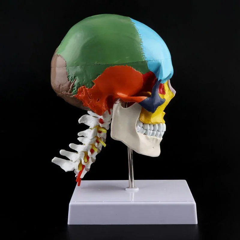 1PC Human Anatomy Skeleton Anatomical Model with Colored Bones Cervical Vertebra Sculpture Medical Supplies
1PC Human Anatomy Skeleton Anatomical Model with Colored Bones Cervical Vertebra Sculpture Medical Supplies