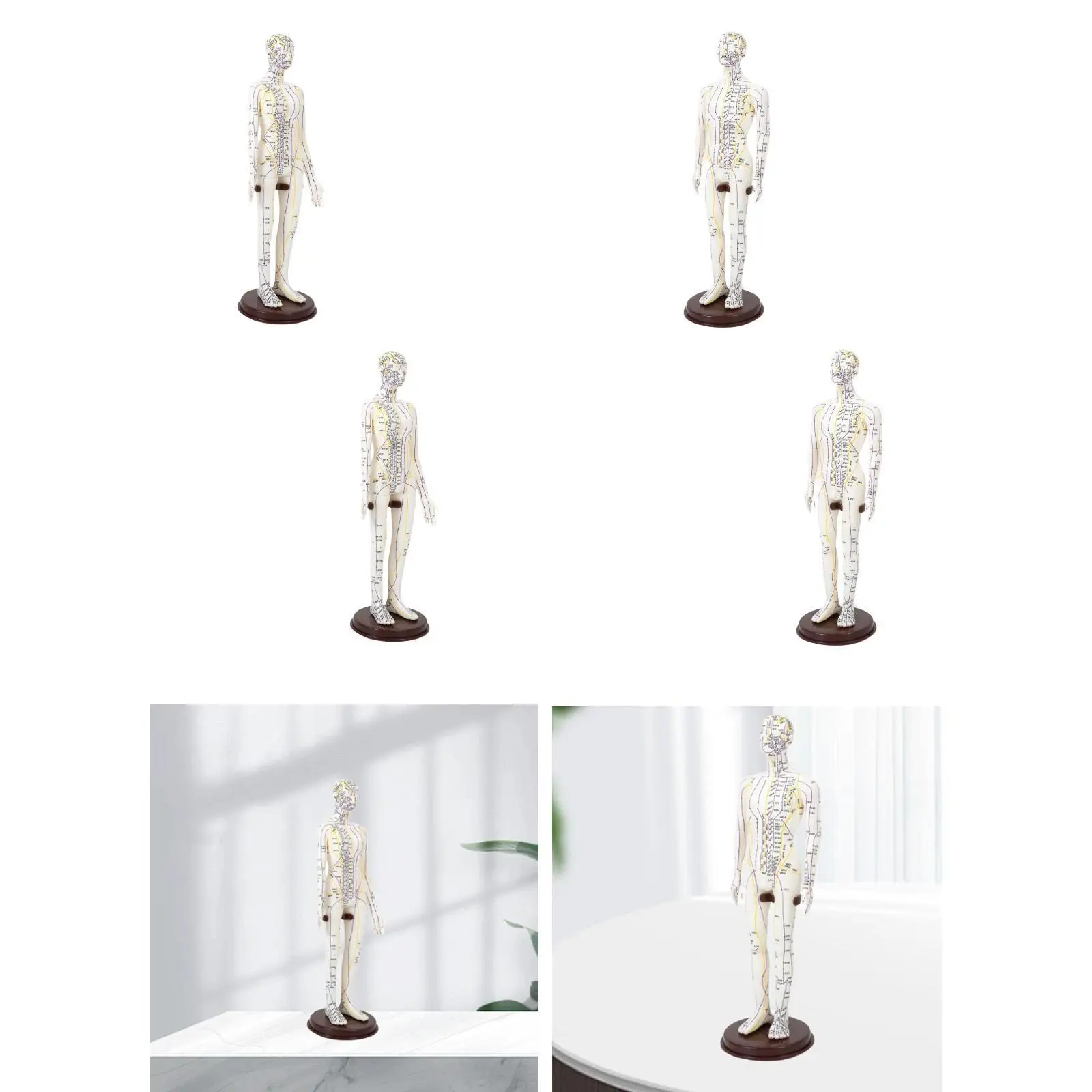 Модель акупунктуры с высотой основания 20-дюймовый многоцелевой учебный пособия
Модель акупунктуры с высотой основания 20-дюймовый многоцелевой учебный пособия