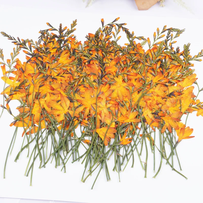 60Pcs Flame Orchid Dried Flower Pressed Plant Specimens Early Education Children's Parent-Child DIY Craft Activity Photo Frame Sticker Material Kit Photo Frame
60Pcs Flame Orchid Dried Flower Pressed Plant Specimens Early Education Children's Parent-Child DIY Craft Activity Photo Frame Sticker Material Kit Photo Frame