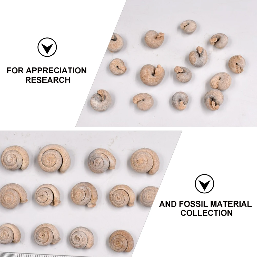 4pcs Snail Paleontology Specimen Science Ornament Teaching Material Decoration Sample Student
4pcs Snail Paleontology Specimen Science Ornament Teaching Material Decoration Sample Student