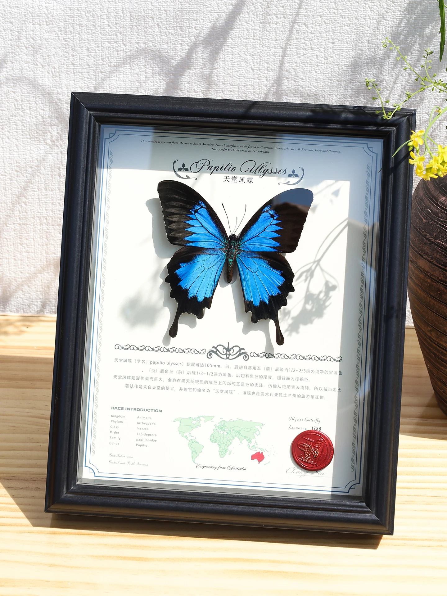 Синяя рамка для демонстрации образцов: редкий, изысканный музейный экземпляр насекомого, таксидермия, современное простое искусство, домашний декор
Синяя рамка для демонстрации образцов: редкий, изысканный музейный экземпляр насекомого, таксидермия, современное простое искусство, домашний декор