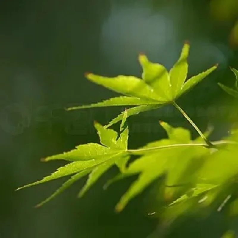 Для MJX Hyper Go H12Y H12Y + H12P 1/12 RC гусеничные грузовики запасные части колеса/тивороды/шины
Для MJX Hyper Go H12Y H12Y + H12P 1/12 RC гусеничные грузовики запасные части колеса/тивороды/шины