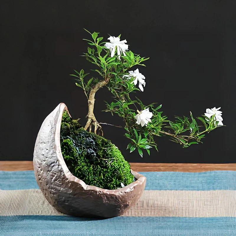 New Chinese Purple Sand Half Moon Shaped Bonsai Pot Small Flower Plant Succulent Pot Vintage Home Decor Desktop Decoration
New Chinese Purple Sand Half Moon Shaped Bonsai Pot Small Flower Plant Succulent Pot Vintage Home Decor Desktop Decoration