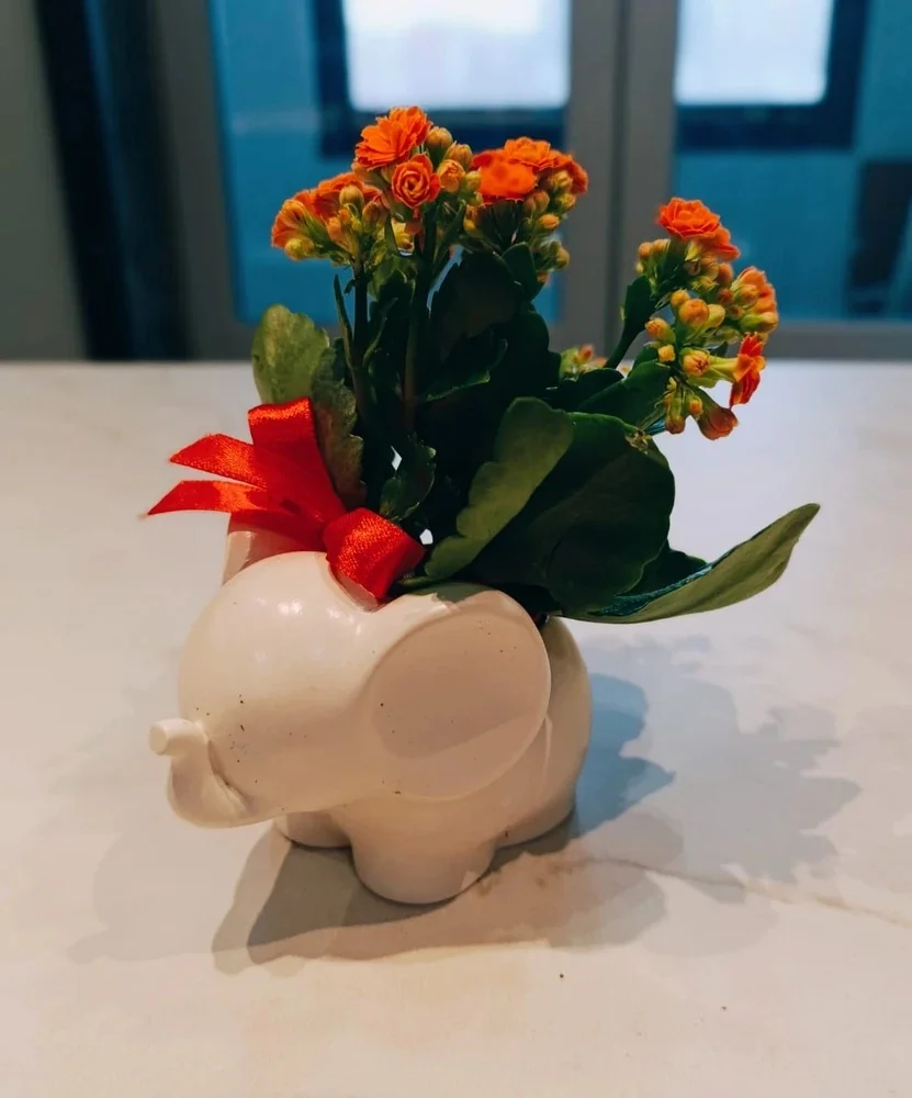 DIY Elephant Flower Pot Concrete Cement Silicone Mold Cute Animal Storage Can Jewelry Storage Box Pen Holder Home Crafts Mold
DIY Elephant Flower Pot Concrete Cement Silicone Mold Cute Animal Storage Can Jewelry Storage Box Pen Holder Home Crafts Mold