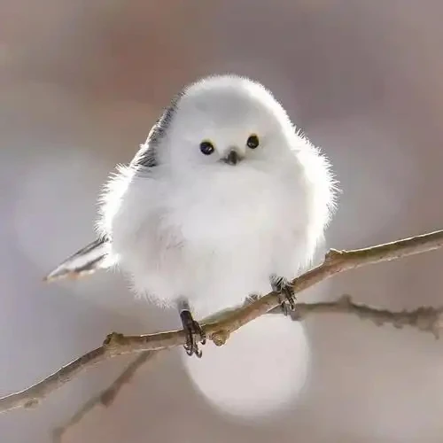 Skull middle finger heart creative&funny stickers for cartoon fans&lover,high quality for car trucks motorcycles &laptops
Skull middle finger heart creative&funny stickers for cartoon fans&lover,high quality for car trucks motorcycles &laptops