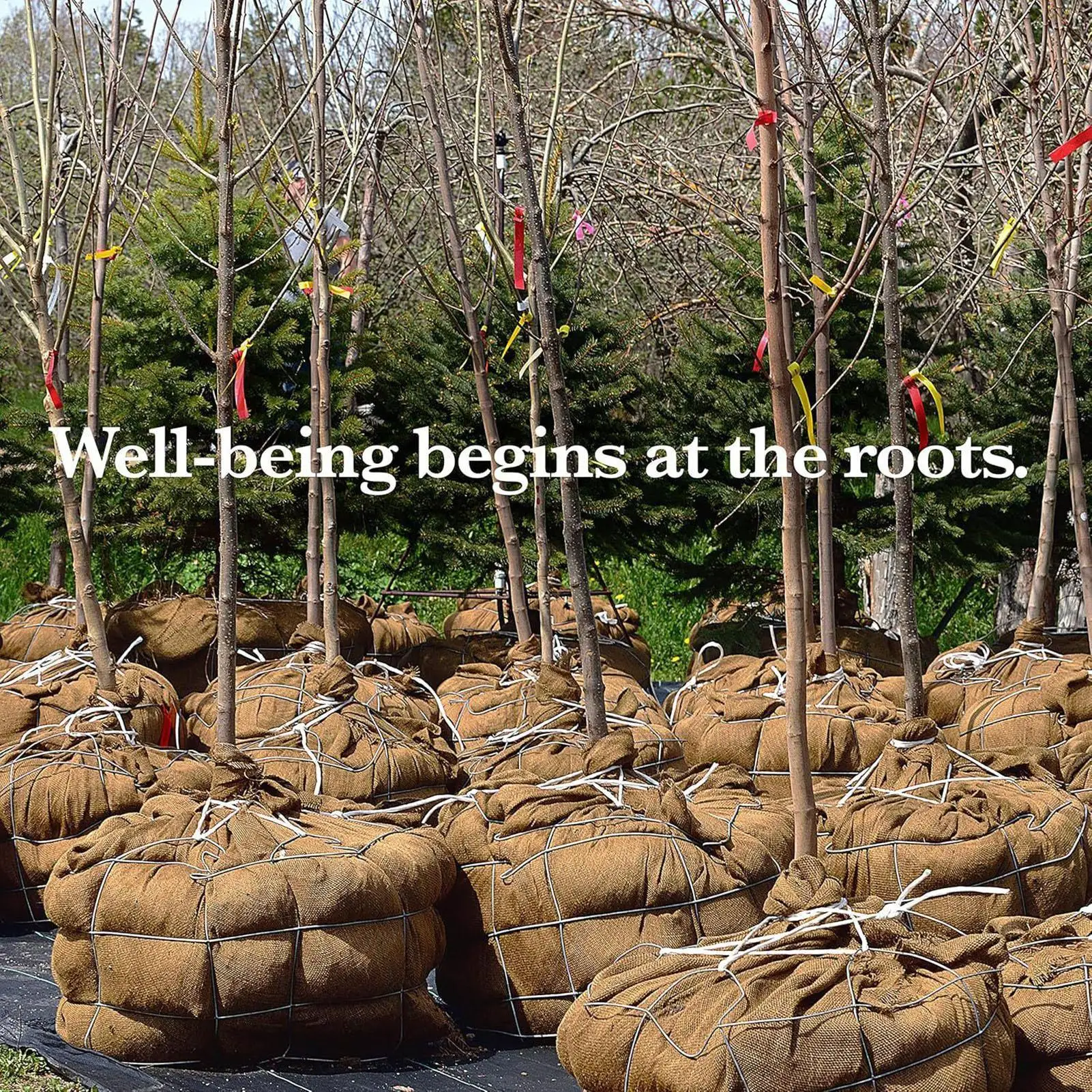 Frost Blankets For Outdoor Plants Breathable Protector Natural Burlap Winter Plant Cover Bags For Fruit Tree Vegetable Berry
Frost Blankets For Outdoor Plants Breathable Protector Natural Burlap Winter Plant Cover Bags For Fruit Tree Vegetable Berry