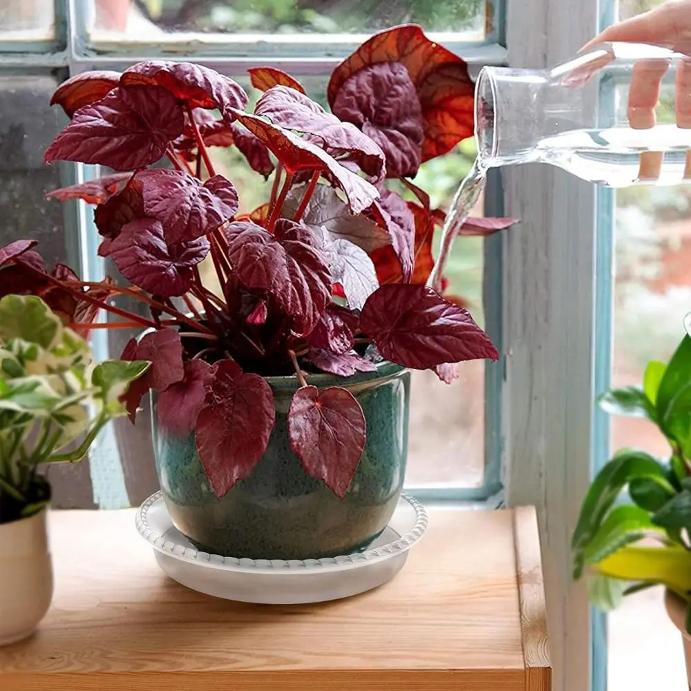 High Quality Plastic Plant Pot Tray Sturdy Durable Flower Pot Clear Plant Tray Indoor And Out Door Plant
High Quality Plastic Plant Pot Tray Sturdy Durable Flower Pot Clear Plant Tray Indoor And Out Door Plant