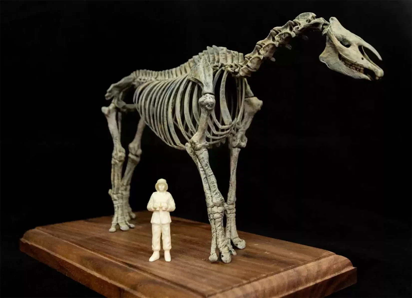 1/35 Paraceratherium lepidum Skeleton Skull Model Animal Figure Collector Educational GK Desk Decoration Gift Painted Toy
1/35 Paraceratherium lepidum Skeleton Skull Model Animal Figure Collector Educational GK Desk Decoration Gift Painted Toy