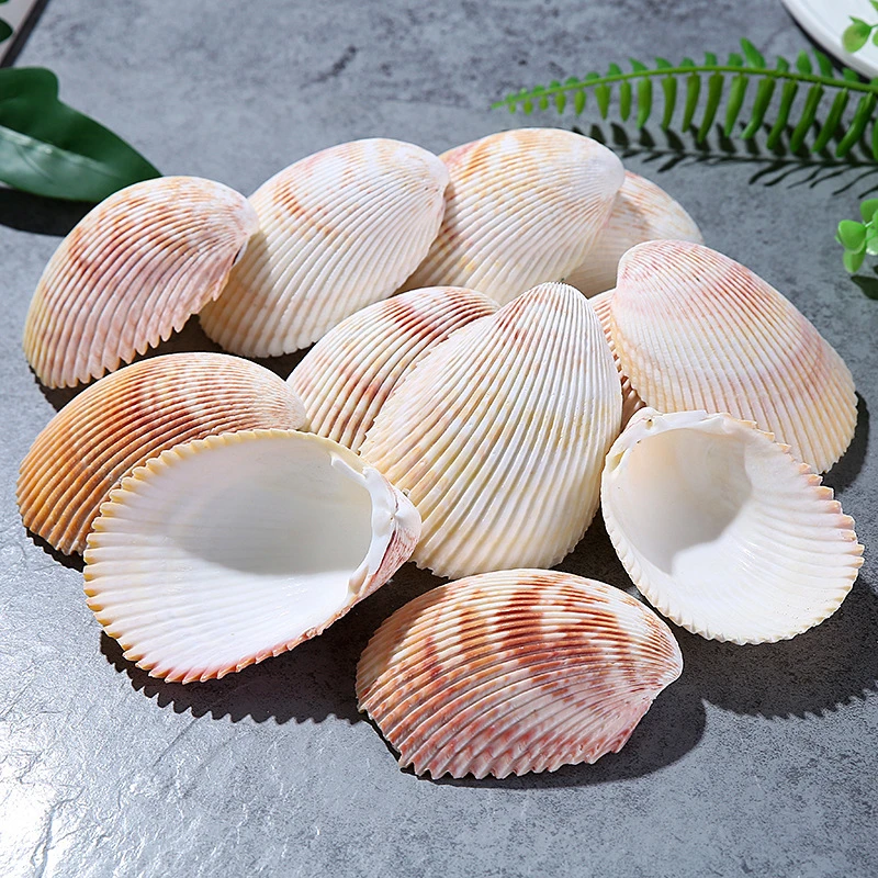 Natural Seashells for Fish Tanks, Wall-mounted platforms Wedding Decorations Landscaping, Home Decor Lion shells 2 PCs/Lot 7-11m
Natural Seashells for Fish Tanks, Wall-mounted platforms Wedding Decorations Landscaping, Home Decor Lion shells 2 PCs/Lot 7-11m