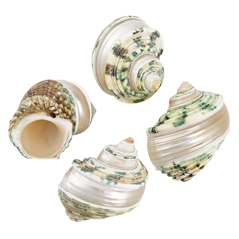 4Pcs Shell Conch Mixed Color 36~40x54~60x42~47mm
4Pcs Shell Conch Mixed Color 36~40x54~60x42~47mm