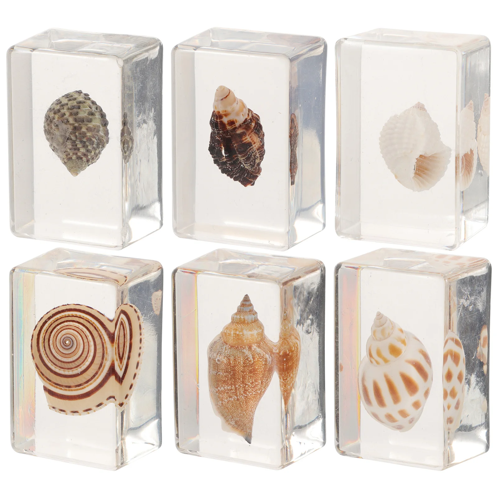 6Pcs Seashell Resin Specimen Decor Marine Biology Desktop Ornament Durable Resin Paperweight Practical Small Shells Desk Decor 
6Pcs Seashell Resin Specimen Decor Marine Biology Desktop Ornament Durable Resin Paperweight Practical Small Shells Desk Decor