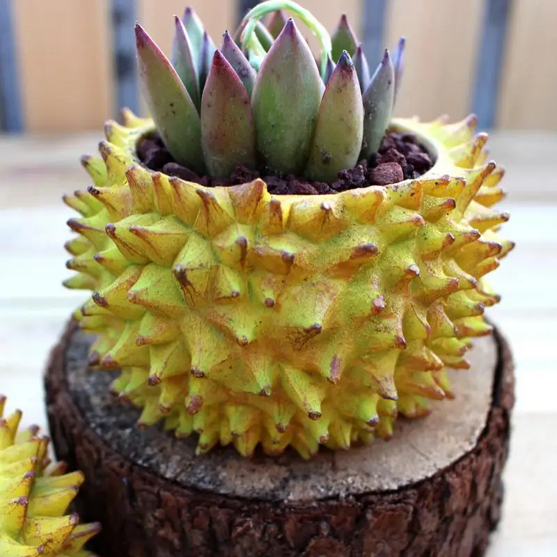Durian Planter Small Durian Statue Flower Pots Fruit Shape Bonsai Plant Holder Decorative Utensil Holder For Indoor And Outdoor
Durian Planter Small Durian Statue Flower Pots Fruit Shape Bonsai Plant Holder Decorative Utensil Holder For Indoor And Outdoor
