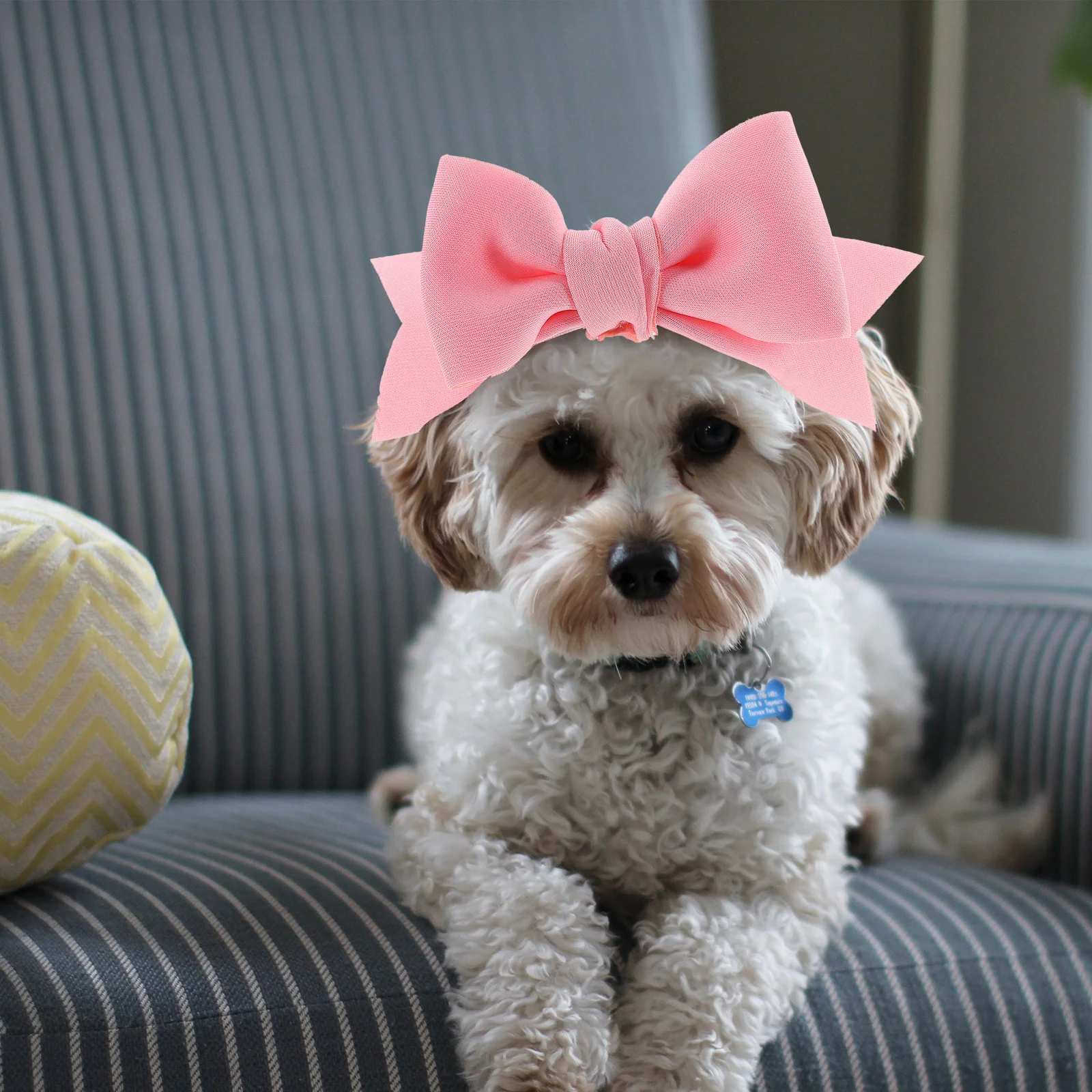 Dog Bow Headband Lightweight Durable Pet Hair Bows Festival Puppy Party Halloween Grooming Small Dogs Gift Dog Headband
Dog Bow Headband Lightweight Durable Pet Hair Bows Festival Puppy Party Halloween Grooming Small Dogs Gift Dog Headband