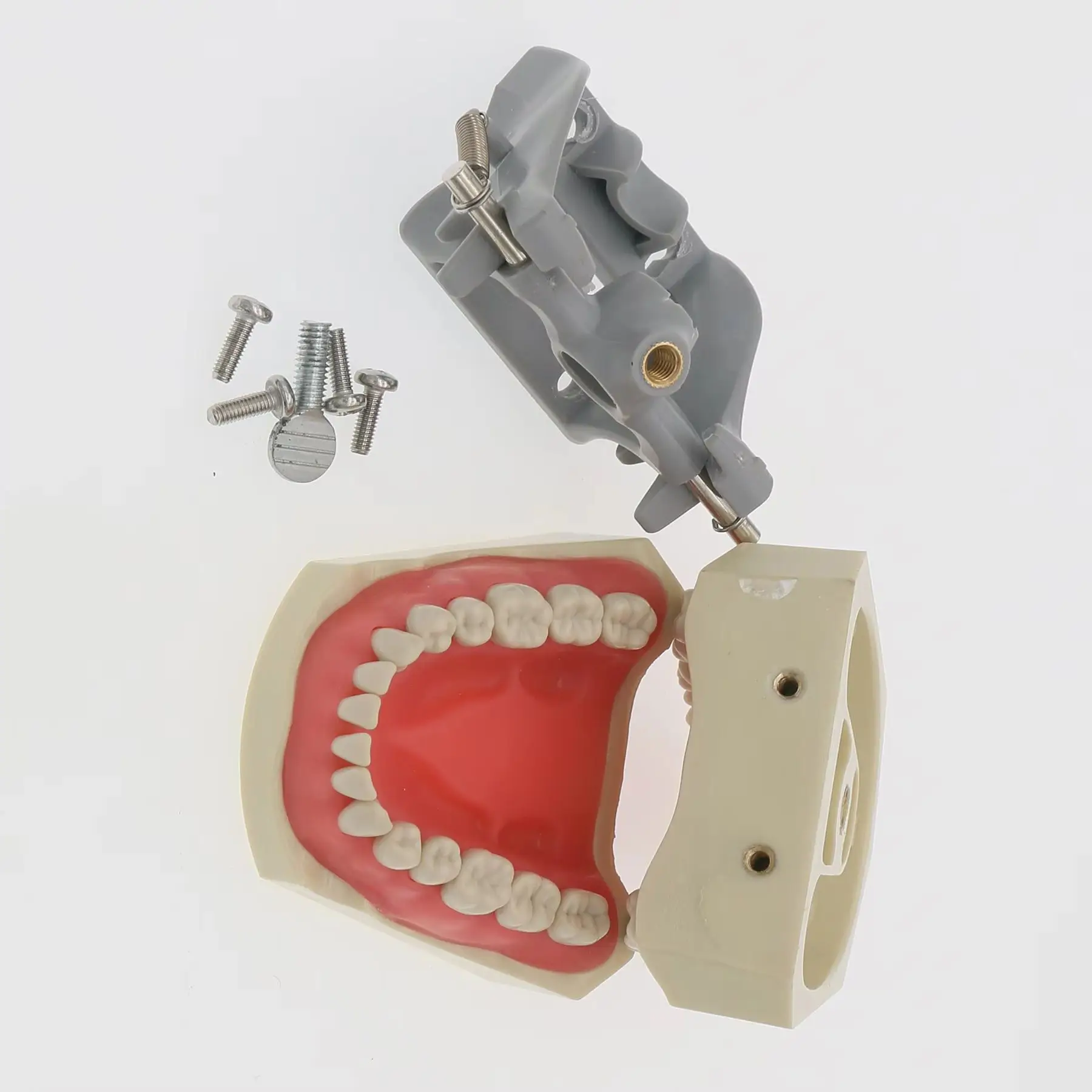 Модель зубных зубов, монтажный столб Typodont, подходит для Columbia 86, тип Ниссина Kilgore для анатомии реставрационных методов и окклюзии
Модель зубных зубов, монтажный столб Typodont, подходит для Columbia 86, тип Ниссина Kilgore для анатомии реставрационных методов и окклюзии